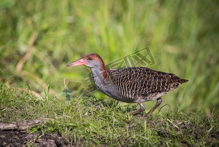 -۹ (Gallirallus striatus )