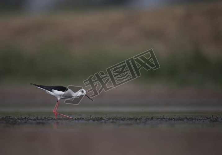 ڳ (himantopus himantopus)