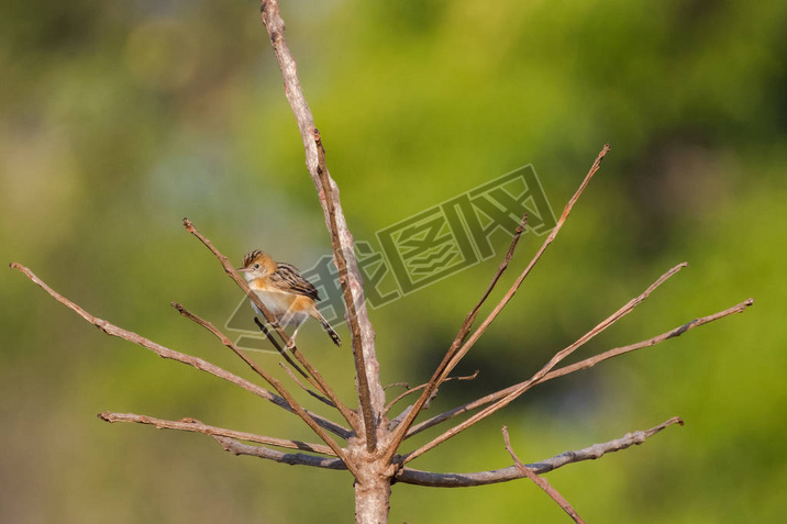 ڽͷ Cisticola Сȸ֦Ϣ