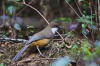 ɫ laughingthrush, Garrulax albogularis, Sattal, °״̬ӡ