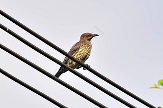 ߵϵĳ (turdus obscurus))