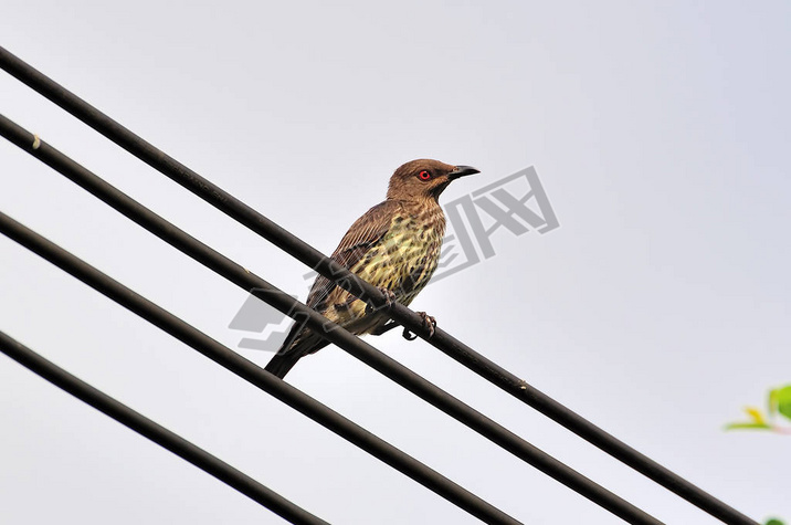 ߵϵĳ (turdus obscurus))