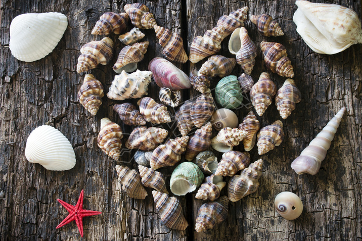 Heart of seashells and starfish on wooden background