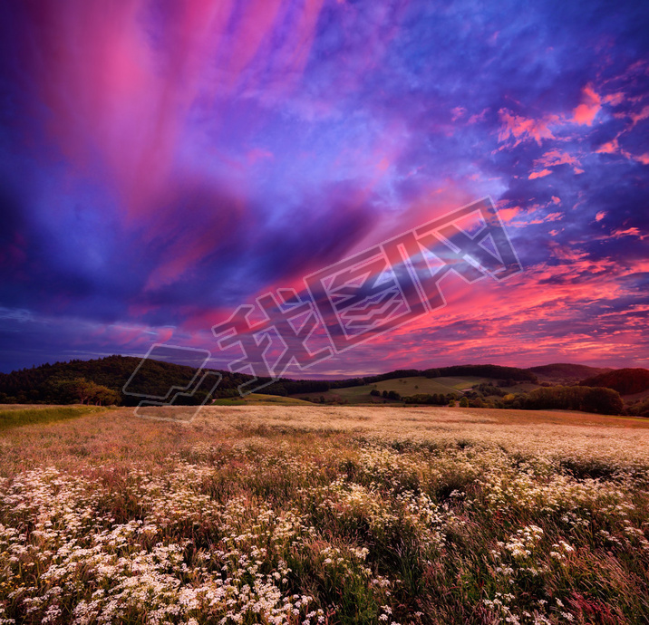 Colourful sunrise over blossoming meadows