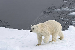自然栖息地的雄伟毛茸茸的北极熊, Kvitya, 斯瓦尔巴特群岛, 1月马延, 挪威, 欧洲