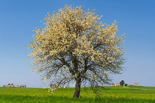 ǺͰ֮: 羰Italy.Lone ʢ.