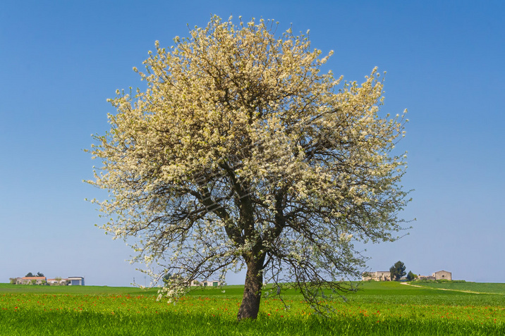 ǺͰ֮: 羰Italy.Lone ʢ.