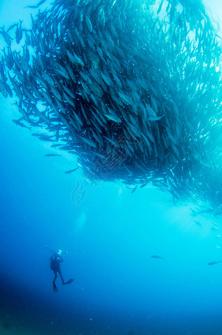 ۾ Trevally ܿ, (Caranx fasciatus) γֻѧУ, ն硣Pulmo ҹ԰, ˮݡ¼, ī.