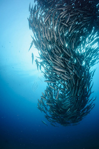 ۾ Trevally ܿ, (Caranx fasciatus) γֻѧУ, ն硣Pulmo ҹ԰, ˮݡ¼, ī.