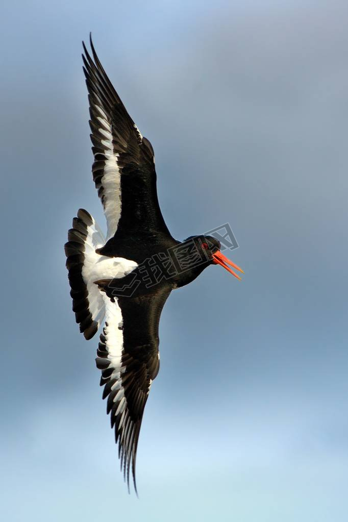 Ųе Europian Oystercather (Haematopus opפ Europian)