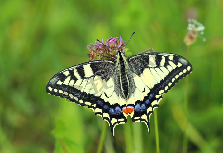 ķ machaon