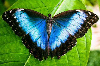  (Morpho peleides)