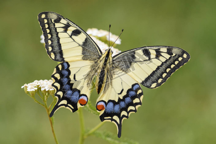 - machaon, Ĳɫ־Ժŷ޲ݵͲԭ.