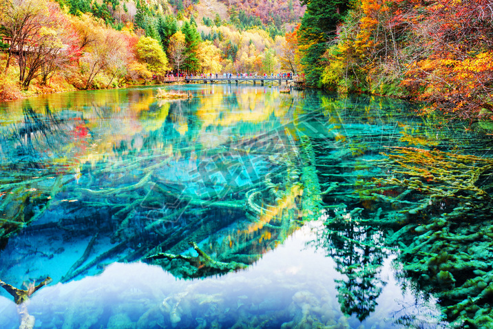 Wonderful submerged tree trunks in water of the Five Flower Lake