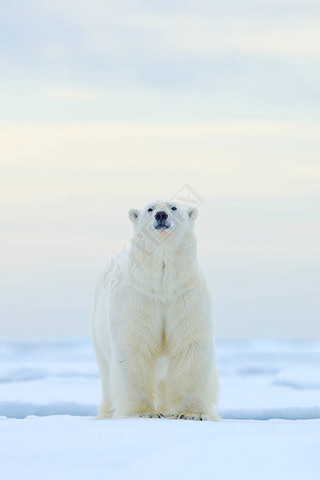 北极熊在漂流冰边缘与雪和水在挪威海。在大自然栖息地的白色动物, 欧洲。大自然的野生动物场景。危险的熊走在冰上, 美丽的黄昏天空.