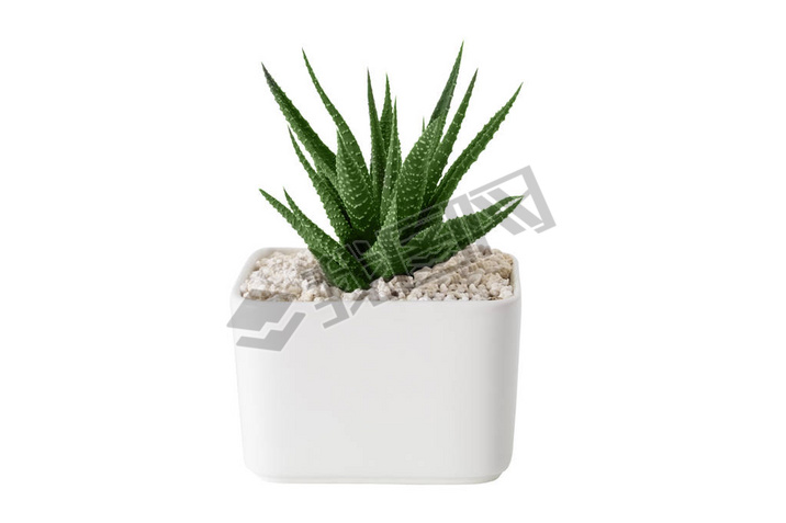 Haworthia ʵڰ׹ӽڰɫϸ. 