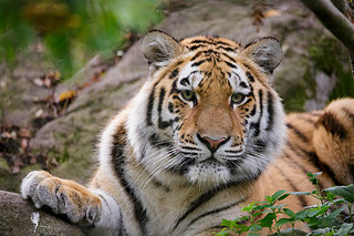 ǻӢTiger Panthera tigris altaica