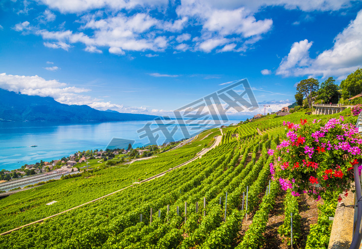 Beautiful Laux wine region at Lake Geneva, Canton of Vaud, Switzerland