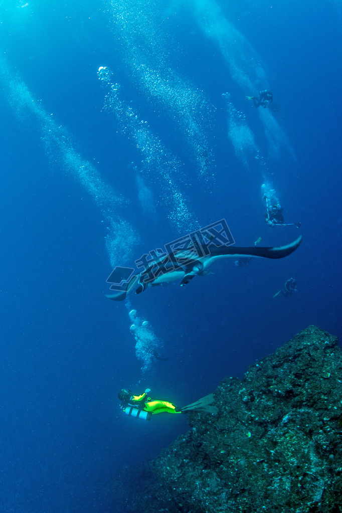 Manta Ray - Scuba diving