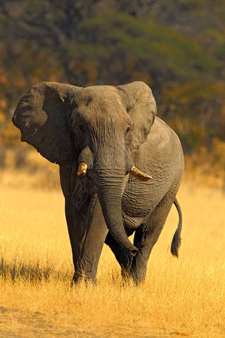  Elephan
