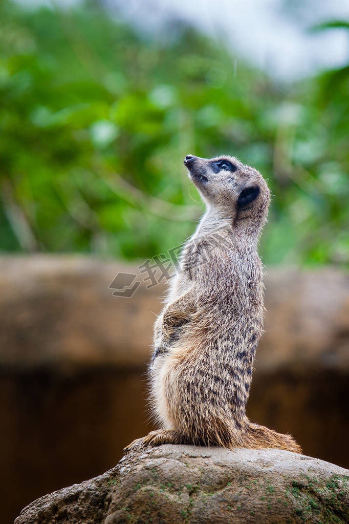 è (suricata suricatta)