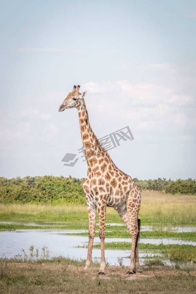 A Giraffe standing in the grass. 