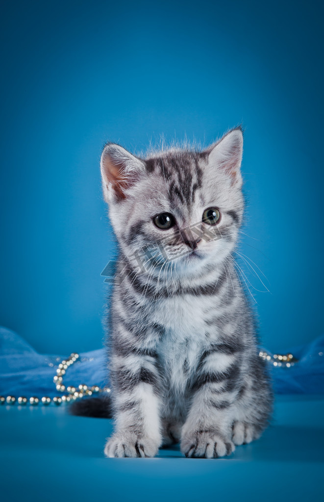 Kitten British cat on a colored background