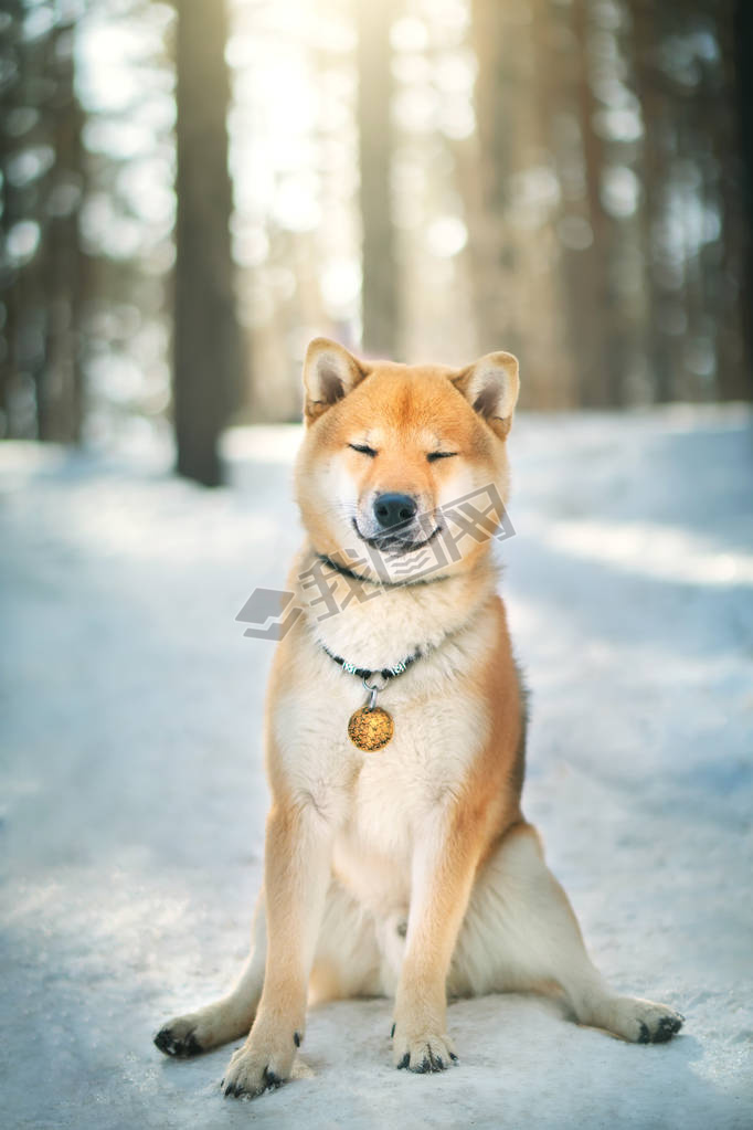 Shiba Inu 