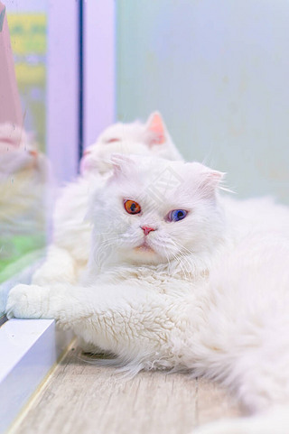 СɰèϢľƵذ. The Scottish Fold long-h