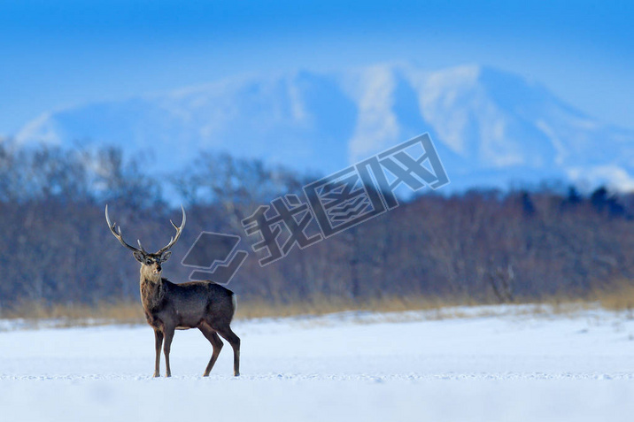 Hokkaido sika deer, Cervus nippon yesoensis, on the snowy meadow, winter mountains and forest in the
