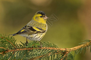 ŷǴ½Siskin-Spinus spinus֦ϵȸƵС ҲΪŷ޵ƤͨƤƤ