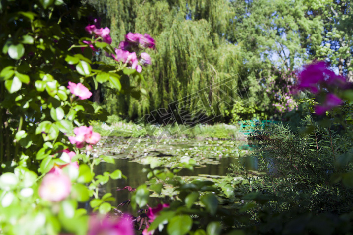 Trees and bushes with flowers around the lake with water lilies 