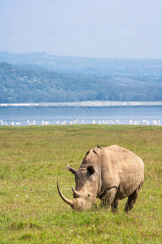 Nakuru ϵİɫϬţФϬţڻı¡ǡ