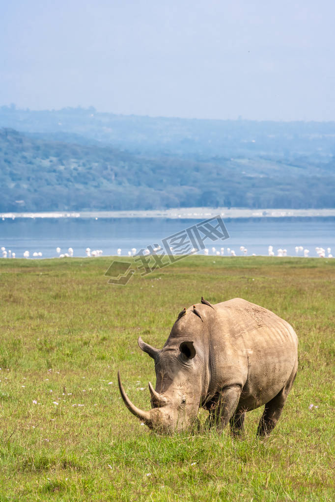 Nakuru ϵİɫϬţФϬţڻı¡ǡ