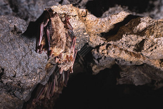 一只野生的蝙蝠在一个石洞的天花板上挂在梦中。 北高加索地区的小蝙蝠