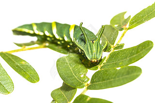 ͨ nawab  (Polyura athamas) ڼֲҶߵ岽ë, ͷ