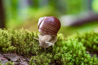 ʯӢHelix pomatiaҲţӢRoman snail ޵ţӢBurgundy snail ʳţӢedible snail㣨esca