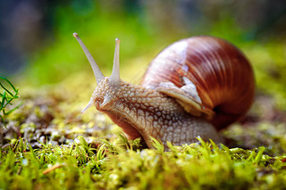 ʯӢHelix pomatiaҲţӢRoman snail ޵ţӢBurgundy snail ʳţӢedible snail㣨esca