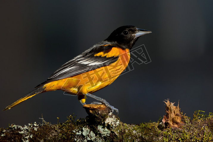 ͶĦԻ(icterus galbula))