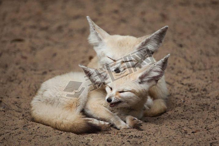 Fennec  ( zerda) һ˯ɳ 