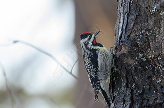 Yellow-bellied sapsucker: Sphyrapicus ϵʽ˳U Piciformes ͥU PicidaeѰ׽ sap Ҷ.