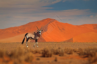 ˫:ɳɳƻ.Gemsbuck, Oryx gazella, large antelope in nature habitat, Sossusvlei, Namibia.ԭϵҰ