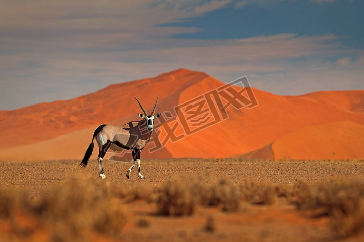 ˫:ɳɳƻ.Gemsbuck, Oryx gazella, large antelope in nature habitat, Sossusvlei, Namibia.ԭϵҰ