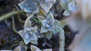  Echeveria ʯͷõ֭ ƬĲѰֲ¶Ҷӳ̣ڼֲ