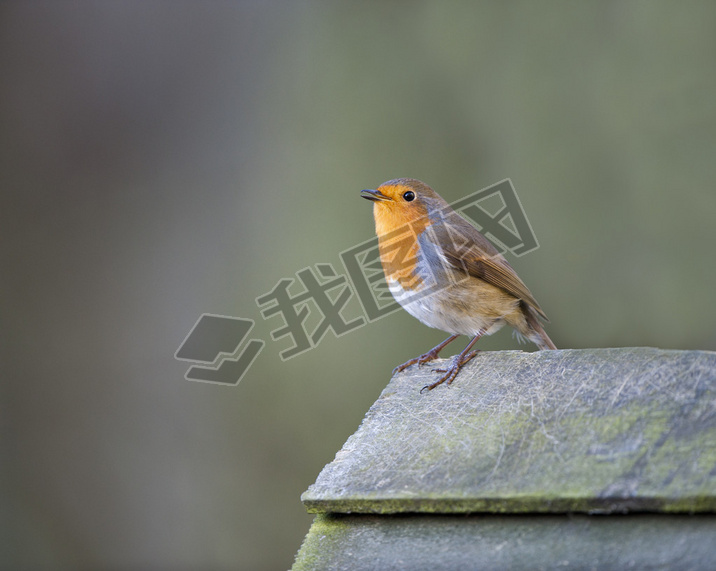 ޱ (Erithacus rubecula)