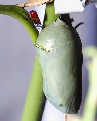 A vertical selective focus shot of a cocoon and an insect on the branch of a plant
