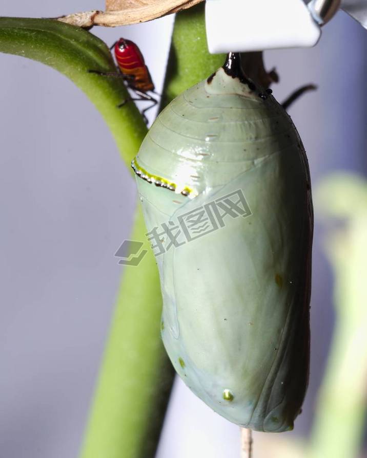 A vertical selective focus shot of a cocoon and an insect on the branch of a plant