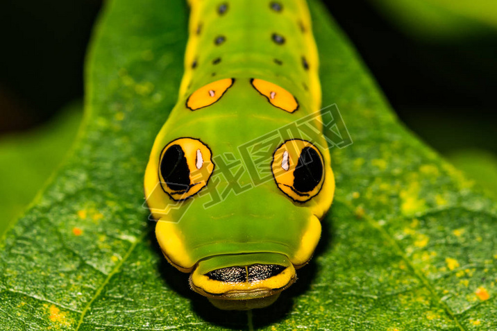 spicebush βر (papilio troilus))