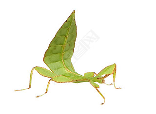 Ҷ棬phylliidae-phyllium sp