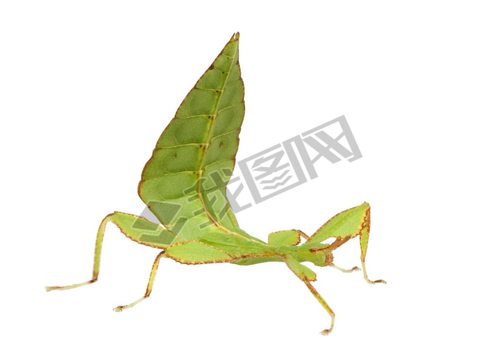 Ҷ棬phylliidae-phyllium sp